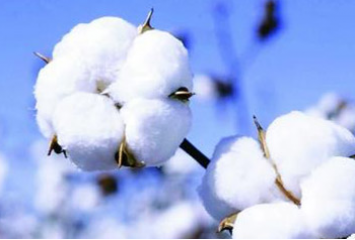 恭喜山東友達(dá)紡織制品有限公司新網(wǎng)站上線！